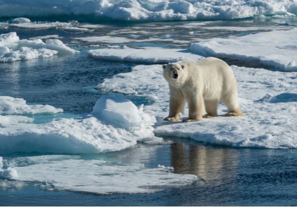 Polar bear stand on the melting ice